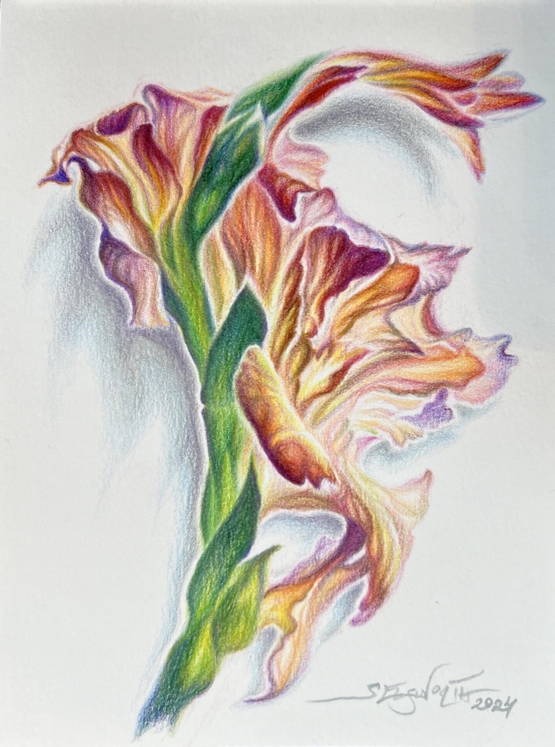 Gladiolus